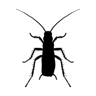 Hamam böceği silüeti. Blattella germanica. Hamam böceği. Kroki hamamböceği silueti. Vektör 