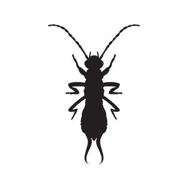 silhouette Forficula auricularia. Earwig silhouette. Sketch of Earwig. Earwig silhouette isolated on white background.  hand-drawn  Earwig silhouette. Vector clipart
