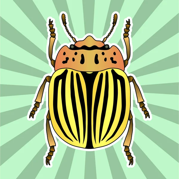 Insect anatomie. Sticker Coloradokever. Leptinotarsa decemlineata. Schets van Coloradokever. Colorado kever ontwerp voor kleuren boek. handgetekende colorado kever. Vector — Stockvector