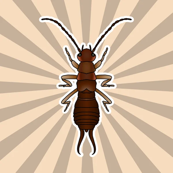 Insektenanatomie. Aufkleber forficula auricularia. Ohrwürmer. Skizze von earwig.earwig Design für Malbuch. Handgezeichnete Umrisse Ohrwürmer. Vektor — Stockvektor