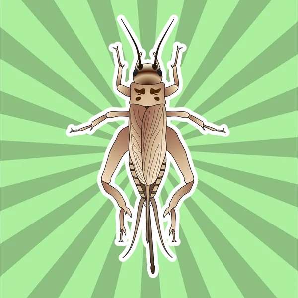 Insect anatomie. Sticker cricket. grig. Krekelkikker campestris. Schets voor cricket. Cricket ontwerp voor kleuren boek. handgetekende cricket. Vector — Stockvector