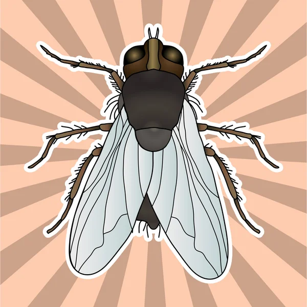 Insect anatomie. Sticker vliegen. Domestica Musca... Insect. een realistische vlieg. vliegen silhouet. vliegen ontwerp voor kleuren boek. handgetekende vliegen. Vector — Stockvector