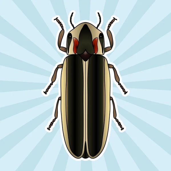 Insect anatomie. Sticker Firefly kever Lampyridae. Photinus pyralis. Schets van Firefly kever. Firefly kever ontwerp voor kleuren boek. handgetekende Firefly kever. Vector — Stockvector