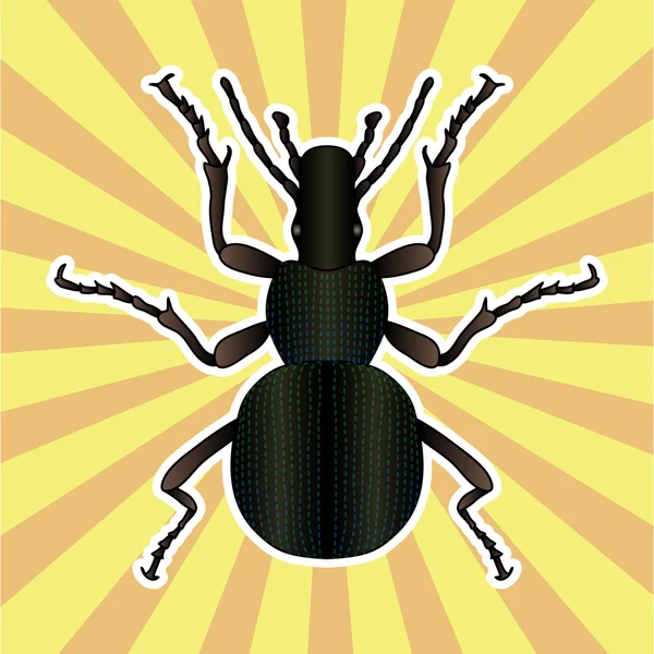 Insect anatomie. Sticker grond beetle bug. Carabidae coleoptera. Schets van grond kever. grond kever ontwerp voor kleuren boek. handgetekende grond kever. Vector — Stockvector