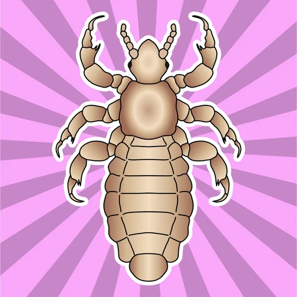 곤충 해부학입니다. 스티커 머리 인간의 Pediculus humanus capitis입니다. 느 리의 밑그림입니다. 색칠에 대 한 디자인을이. 손으로 그린 느 리 벡터 — 스톡 벡터