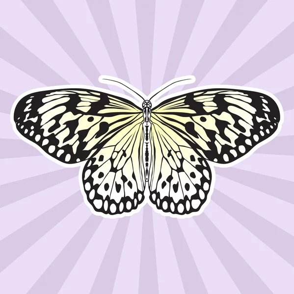 Anatomía de insectos. Sticker Butterfly Idea Leuconoe. Cometa de papel de arroz. Sketch of Butterfly. Diseño de mariposa para colorear libro. Mariposa dibujada a mano. Vector dibujado a mano — Vector de stock