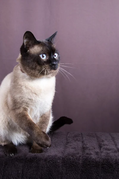 Siamese cat — Stock Photo, Image