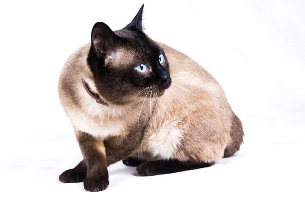 Siamese cat — Stock Photo, Image