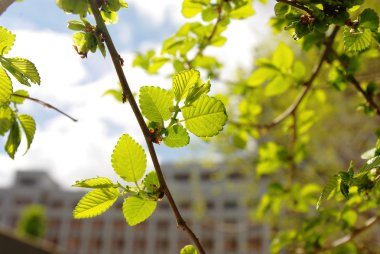Yeşil bir ağaç brunch parkta bırakır.