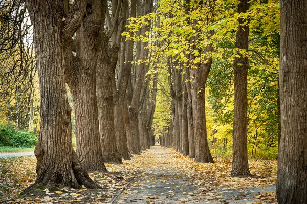 Park gränd Stockfoto