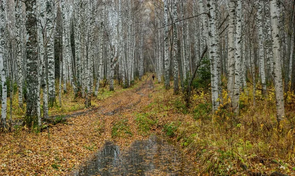 Лужа на дороге — стоковое фото