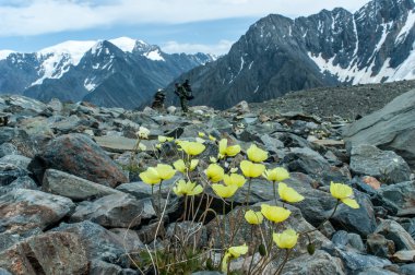 Altay dağlarında çiçekler
