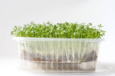 Vegan taze su teresi mikroyeşillikleri beyaz arka planda filizlenir. Süper yiyecek ve sağlıklı organik gıda konsepti. Ev yapımı