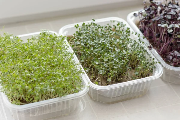 Gemengde microgreens in kweekbakken. Microgreens van waterkers, boerenkool en radijs. Zelfgemaakte kweekmicrogreens. Superfood en gezond biologisch voedselconcept — Stockfoto