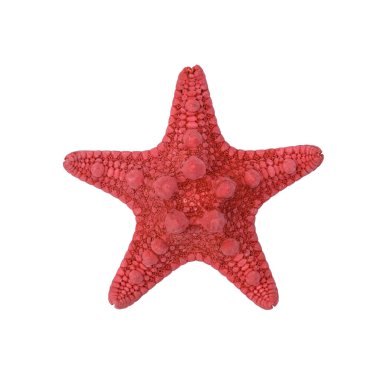 Kırmızı denizyıldızı beyaz arka planda izole edilir. Üst görünüm.