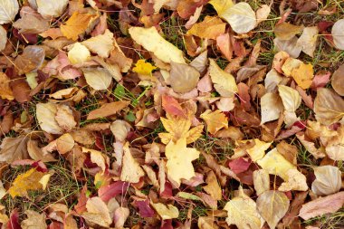 Parkta düşen sonbahar yaprakları. Renkli arkaplan üstü görünümü. Solma, yaşlılık, umutsuzluk kavramı.