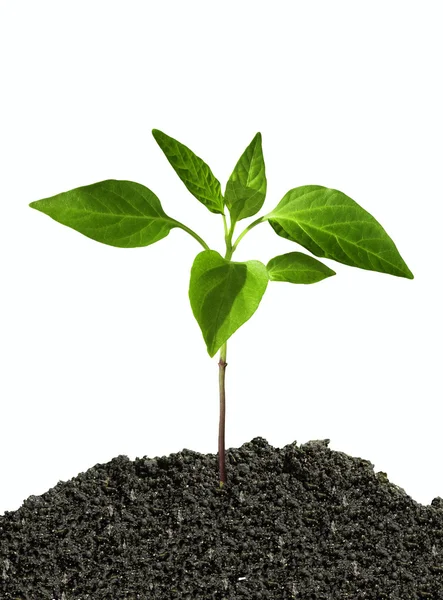 Beyaz bir arka plan üzerinde izole toprak bitki Filiz