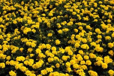 arka plan yeşil çimenlerin üzerinde sarı çiçek