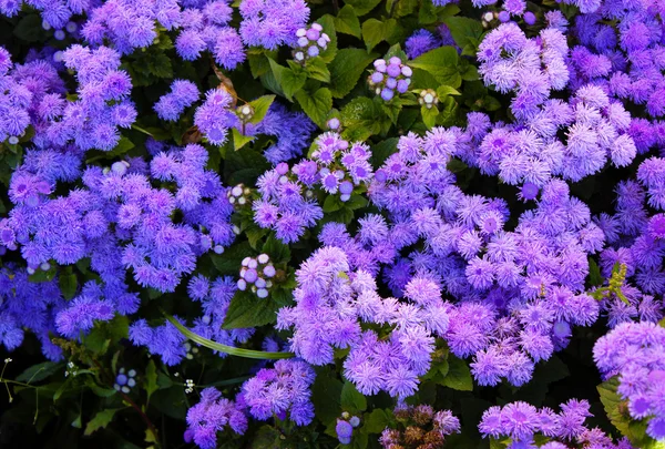 Fondo verano flores púrpura verde vida — Foto de Stock