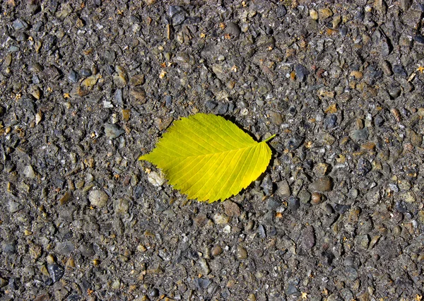 Hintergrund auf schmutzigem Asphalt gelbes Herbstblatt — Stockfoto