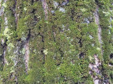 arka plan eski yosunlu çürümüş ağaç kabuğu yeşil 