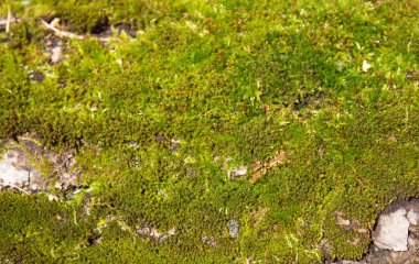  küçük çim yeşil bir halı dokusu bırakır 