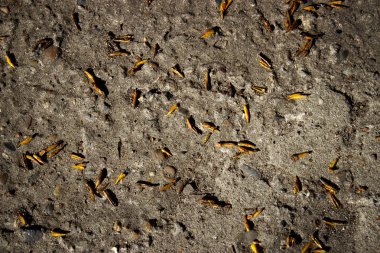 gevşek toprak kavak tohumların arka plan