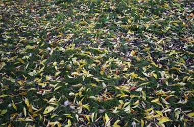 Arka plan eski kara kuru çim sonbahar yaprakları 