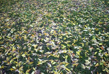 Arka plan eski kara kuru çim sonbahar yaprakları 