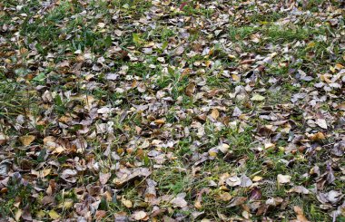 Arka plan eski kara kuru çim sonbahar yaprakları 