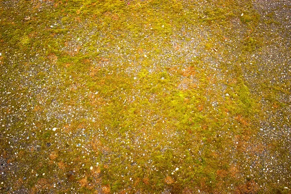 Terra coberto com musgo fundo molde — Fotografia de Stock