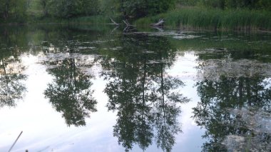 Göl, sudaki ağaçların yansımasıyla