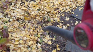 A close-up blower blows fallen leaves in a Russian courtyard 4k clipart
