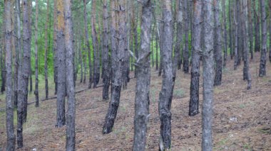 4k çam ormanında yokuş aşağı hareket