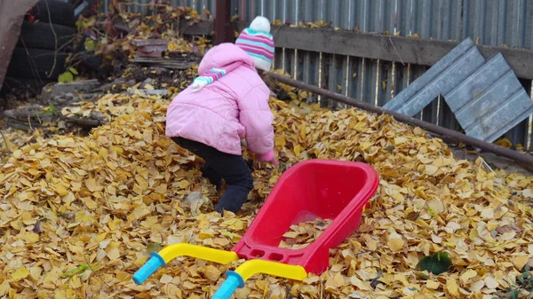 Oyuncak arabası ve küreği olan bir kız yere düşmüş yapraklar seriyor. Rus bahçesinde sonbahar 4K