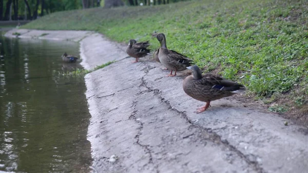 Ducks Fresh Air Ducks Rest Pond — Stock Photo, Image