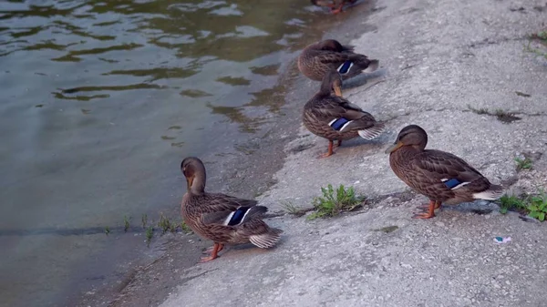 Ducks Fresh Air Ducks Rest Pond — Stock Photo, Image