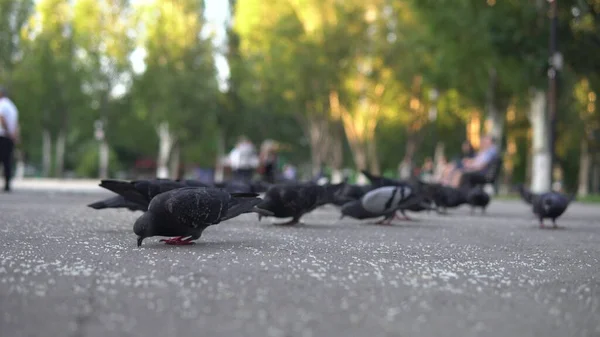 Bir Güvercin Sürüsü Cadde Boyunca Özgürce Yürür Asfaltta Yemek Gagalamak — Stok fotoğraf