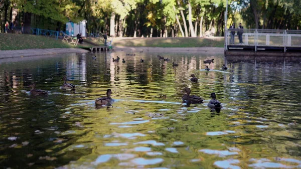 Flocks Ducks Swim Park Pond — Stock Photo, Image