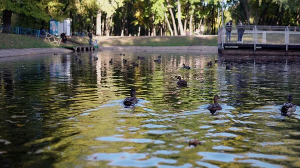 Flocks Ducks Swim Park Pond — Stock Photo, Image