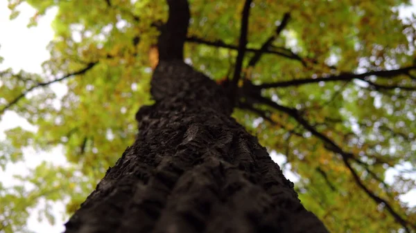 Großer Baum Mit Breitem Stamm Und Gelben Herbstblättern Die Kamera — Stockfoto