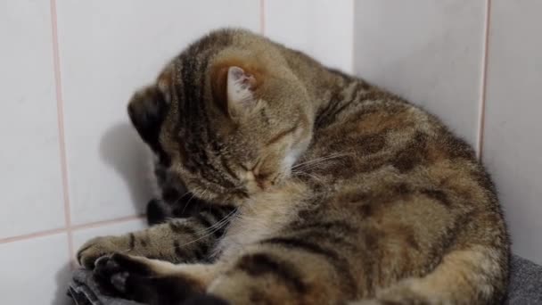 Пушистый британский кот моется языком перед сном.. — стоковое видео