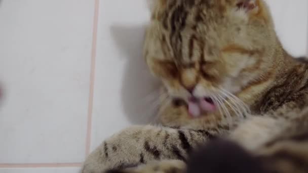 Pelzige britische Katze leckt sich vor dem Schlafengehen aus nächster Nähe — Stockvideo