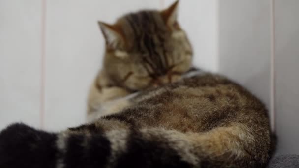 A bolyhos brit macska megmossa magát lefekvés előtt a nyelvével.. — Stock videók