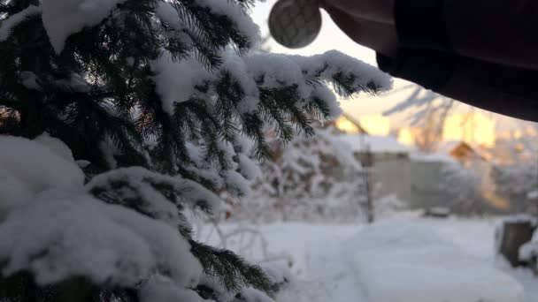 Musim dingin di Rusia. Sebuah pohon Natal tertutup dengan salju berdiri di luar ruangan dan seorang pria menggantung mainan pohon Natal di atasnya — Stok Video