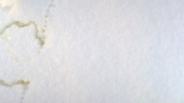 Η επιγραφή covid είναι γραμμένο στο χιόνι με ένα κίτρινο ρεύμα νερού — Αρχείο Βίντεο