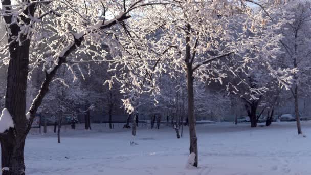 Hiver en Russie. Arbres blancs couverts de neige. La neige tombe des arbres enneigés dans les rayons du soleil — Video