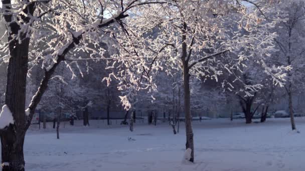 Χειμώνας στη Ρωσία. Λευκά δέντρα καλυμμένα με χιόνι. Χιόνι πέφτει από τα χιονισμένα δέντρα στις ακτίνες του ήλιου — Αρχείο Βίντεο