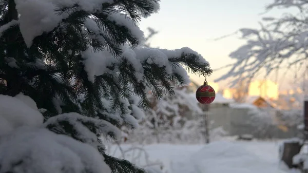 俄罗斯的冬天 一棵被雪覆盖的圣诞树站在室外 一个男人在上面挂着一个圣诞树玩具 — 图库照片