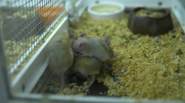 Teraryumdaki fareler birbirlerinin üstüne çıkıp kendilerini ısıtırlar.